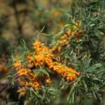 Omega-7 (Sea Buckthorn) से क्या सच में कम होता है कोलेस्ट्रॉल? जानिए एक्सपर्ट क्या कहते हैं