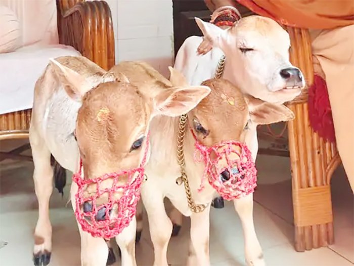 गाय