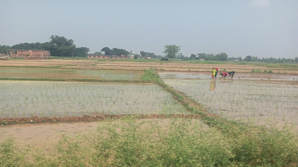 चौर भूमि